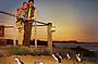 Phillip Island - Penguins, Kangaroos & Koalas Overnight Transfer (K100)