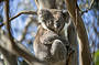 Koala viewing on French Island