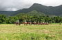 Cape Trib Horse Rides (Afternoon)
