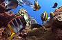 Advanced Dive Course - 3 D/ 2 N (must be a certified open water diver prior to course)