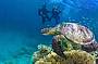 Advanced Dive Course - 3 D/ 2 N (must be a certified open water diver prior to course)